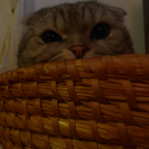 schottischer Faltohrkater Bobby von Laura2.JPG