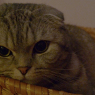 schottischer Faltohrkater Bobby von Laura3.JPG