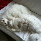 Snowy und Fluffy von Andie.jpg