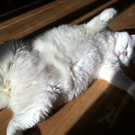 Snowy von Andie.jpg