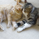 Sofie und Harry von Annette und Helmut aus Rankweil 1.JPG