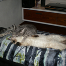 Victoria und Nico von Fam_ Lampert aus G__fis 2.jpg
