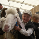 Landesschafausstellung auf der Dornbirner Messe