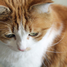 Tiere der Woche KW 15