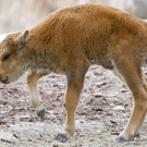 Bison-Nachwuchs im Tiergarten Schönbrunn