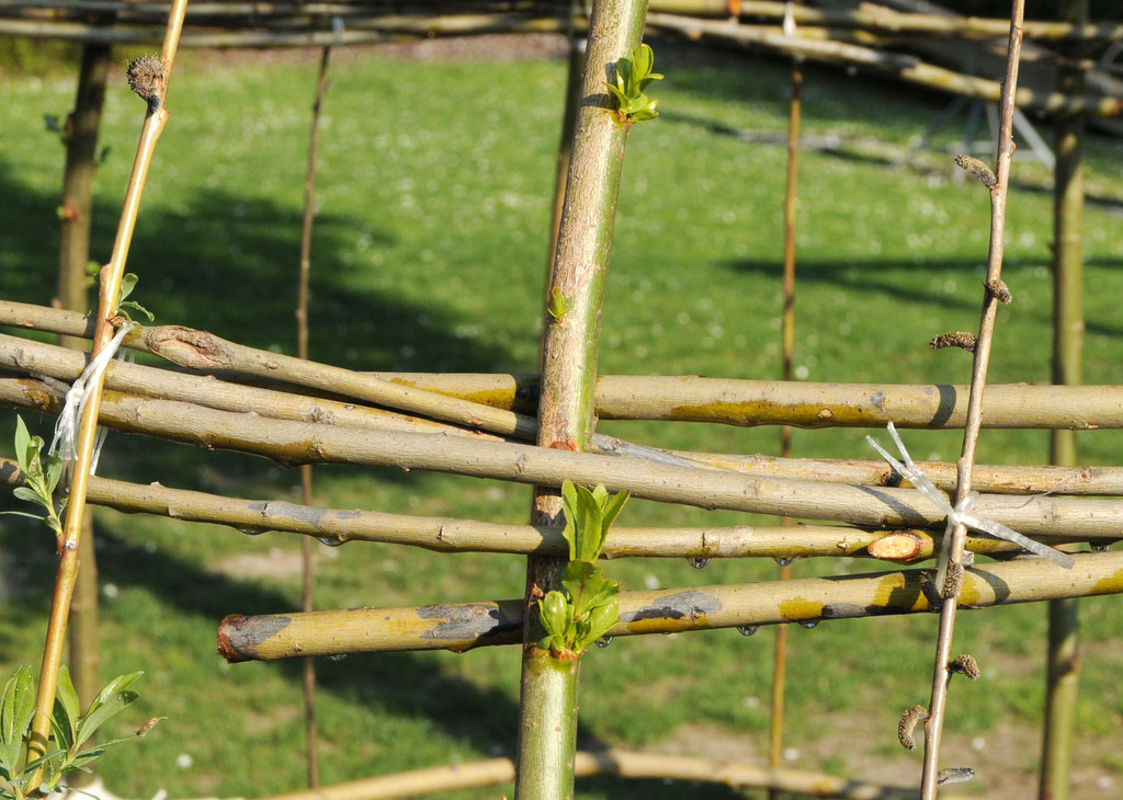 Weidenhaus Fu__ach 15_04_2011 2_jpg-1302861149