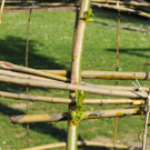 Weidenhaus Fu__ach 15_04_2011 2_jpg-1302861149