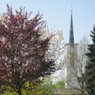 Blühendes Lustenau