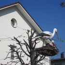IMG_7487_JPG-1302867551