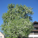 IMG_7491_JPG-1302867663