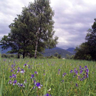 Natur zKobla80.jpg
