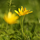 Fr__hlingserwachen 2011 - 006.JPG