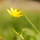 Fr__hlingserwachen 2011 - 023.JPG