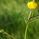 Fr__hlingserwachen 2011 - 080.JPG