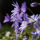 Fr__hlingserwachen 2011 - 085.JPG