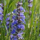 Fr__hlingserwachen 2011 - 115.JPG