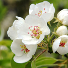 Fr__hlingserwachen 2011 - 134.JPG