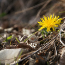Fr__hlingserwachen 2011 - 278.JPG