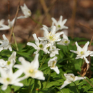 Fr__hlingserwachen 2011 - 311.JPG