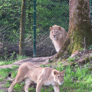 ZooSBG_Eisi_Loewin.jpg