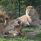 ZooSBG_Loewen.jpg