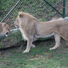 ZooSBG_Loewen_Zusammen.jpg