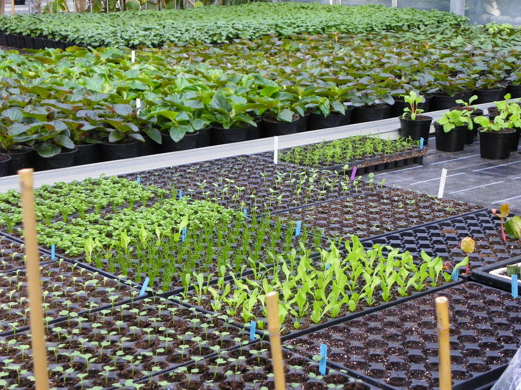 110_1962_JPG-1303168494