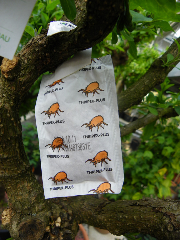 110_1992_JPG-1303168532