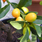 110_1996_JPG-1303168539