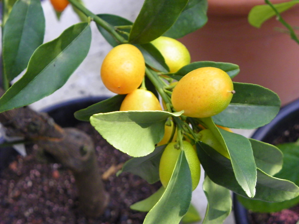 110_1996_JPG-1303168539