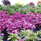 110_1988_JPG-1303168525