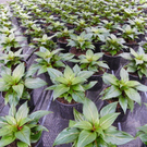 110_1977_JPG-1303168509