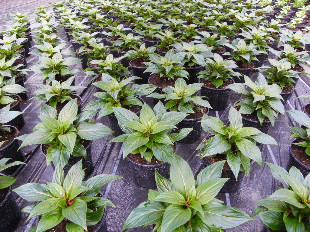 110_1977_JPG-1303168509