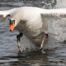 DSC_3723dddddd.jpg