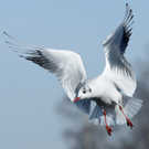 DSC_7715.JPG
