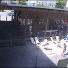 Livecam Hohe-Wand-Wiese