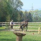 Fuhrmannstag 2011