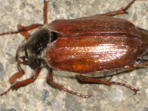 maik2_JPG-1303365693