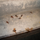 maik3_JPG-1303365751