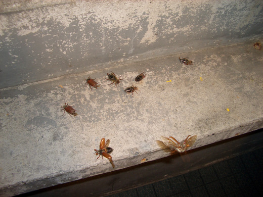 maik3_JPG-1303365751