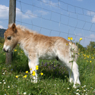 3 Tage junge Ponys bei Othmar Reinprecht