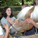 Haflinger 2_jpg-1303420154
