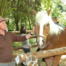 Haflinger 3_jpg-1303420168