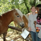 Haflinger 4_jpg-1303420183