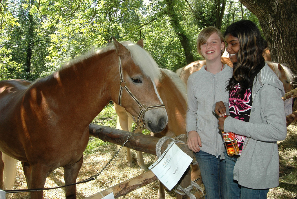 Haflinger 4_jpg-1303420183