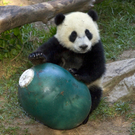 San_Diego_Panda_NY138.jpg