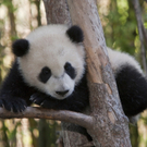 Giant_Panda_Cub_NY129.jpg