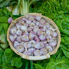 normal_21042011mirabelschrannehsaktivnews_035.jpg