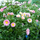 normal_21042011mirabelschrannehsaktivnews_038.jpg