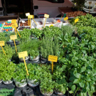 normal_21042011mirabelschrannehsaktivnews_044.jpg